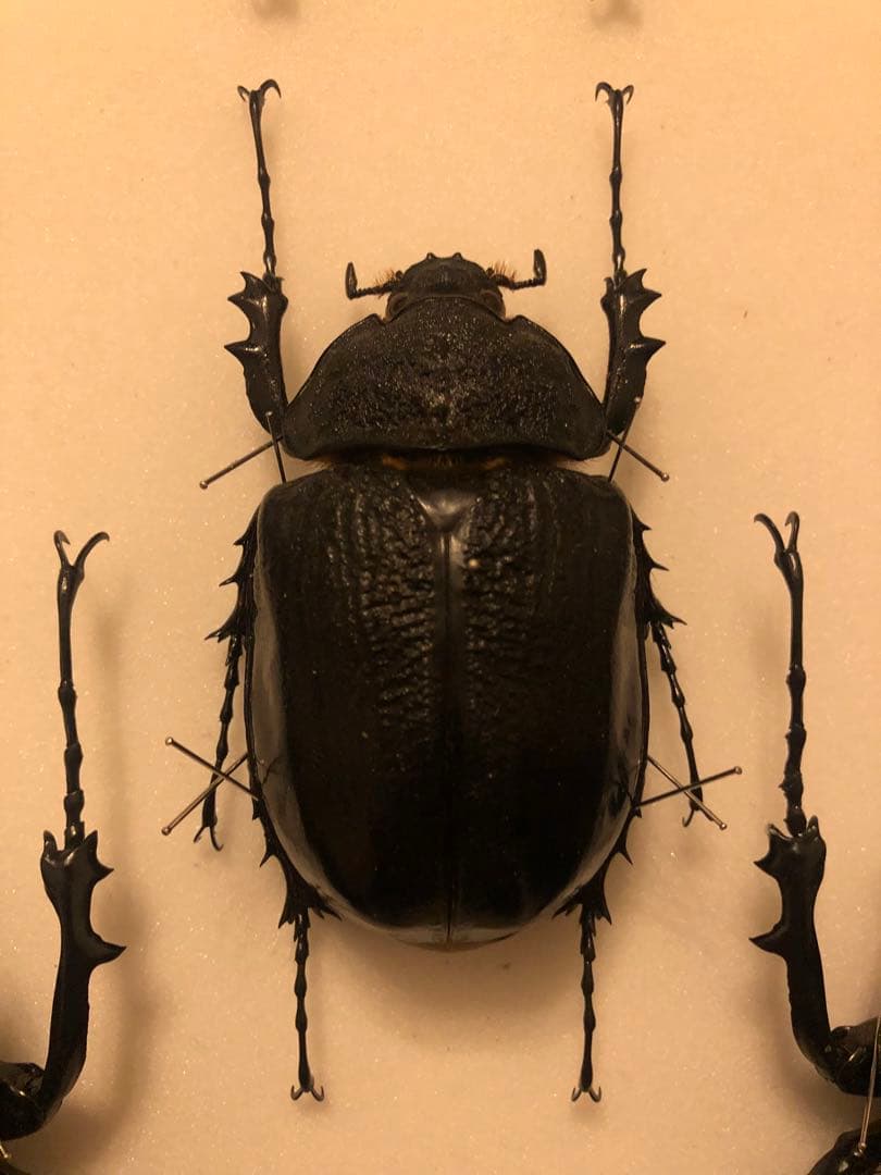 ラミレスゾウカブトペア　ペルー産WF3 標本