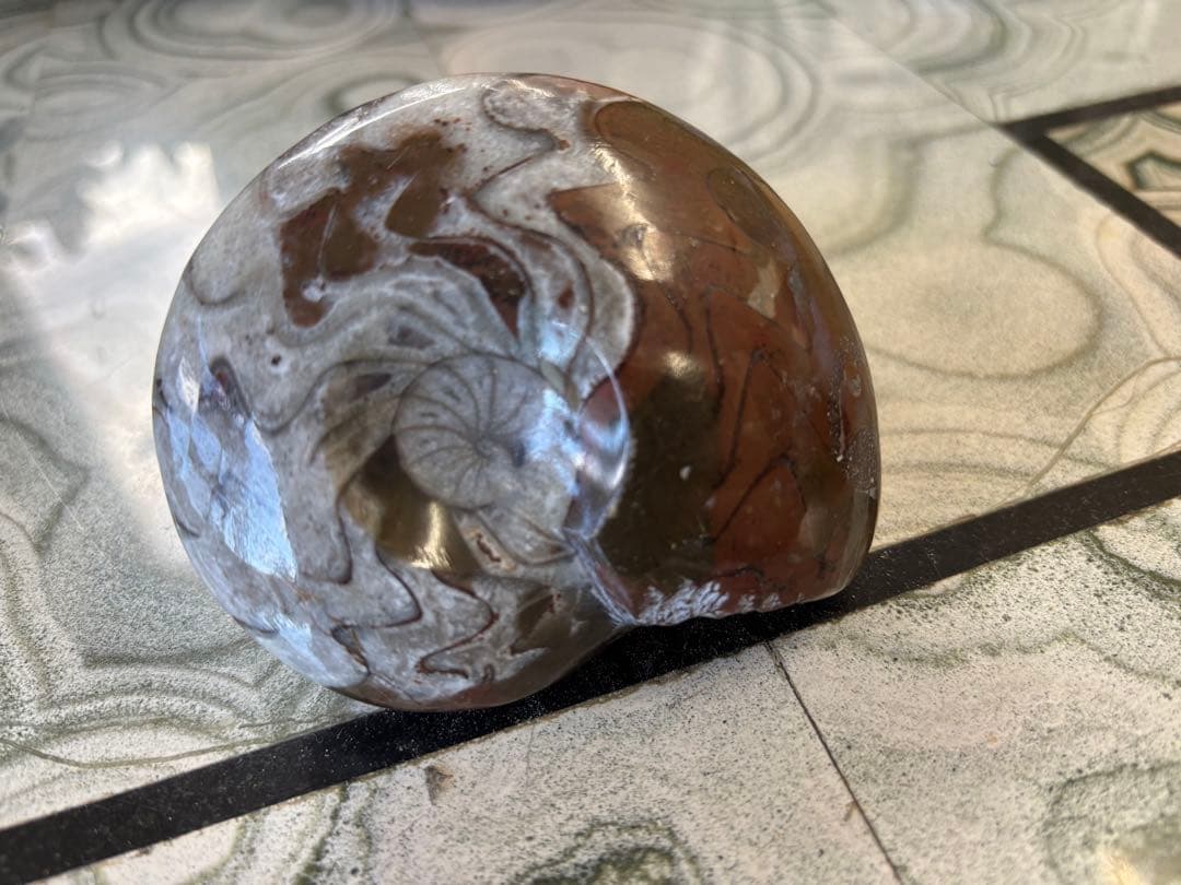 オーム貝　ゴニアタイト　アンモナイト　鉱石　化石　デヴォン紀中期