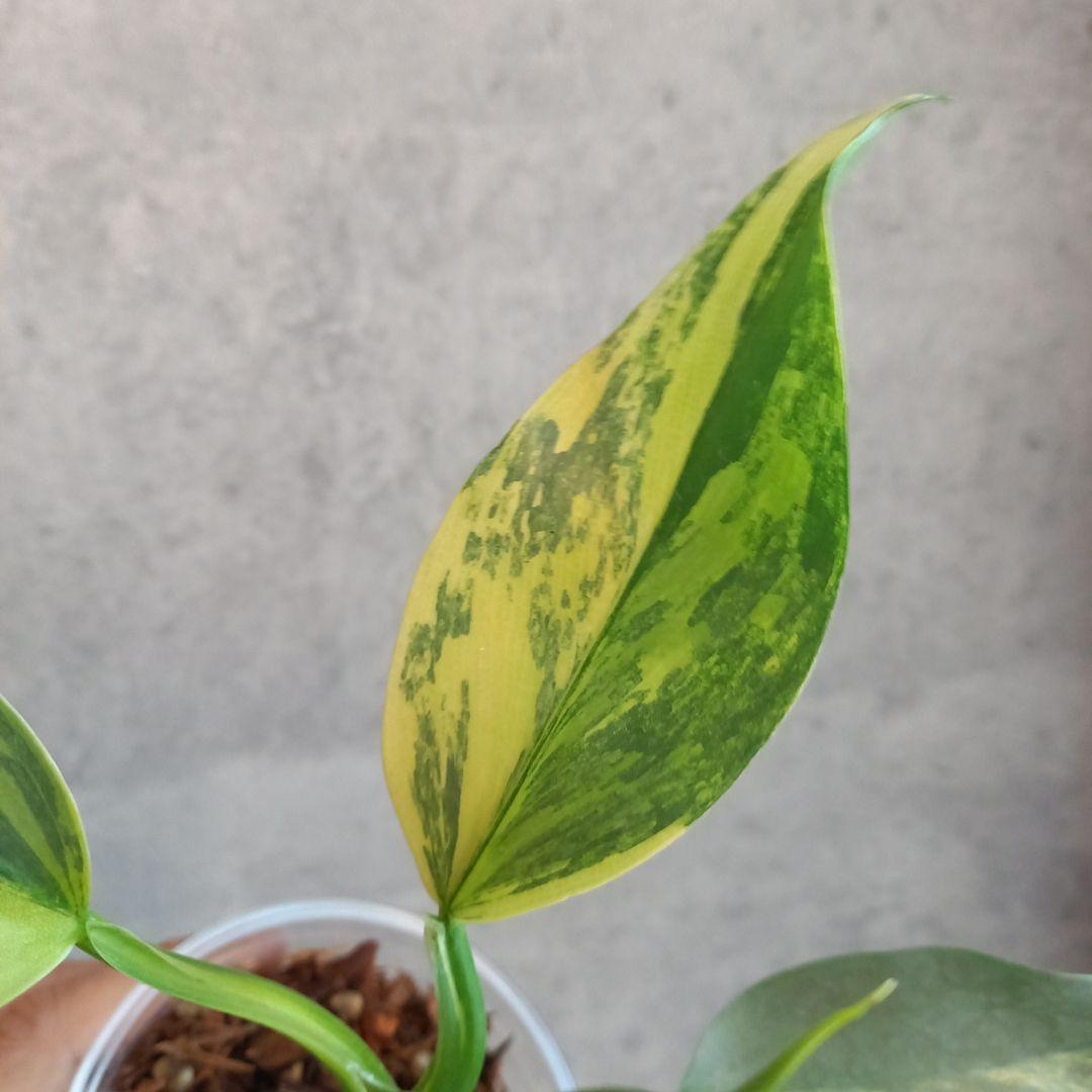 超希少 フィロデンドロン　シルバーソード斑入 (ハスタータム斑入)