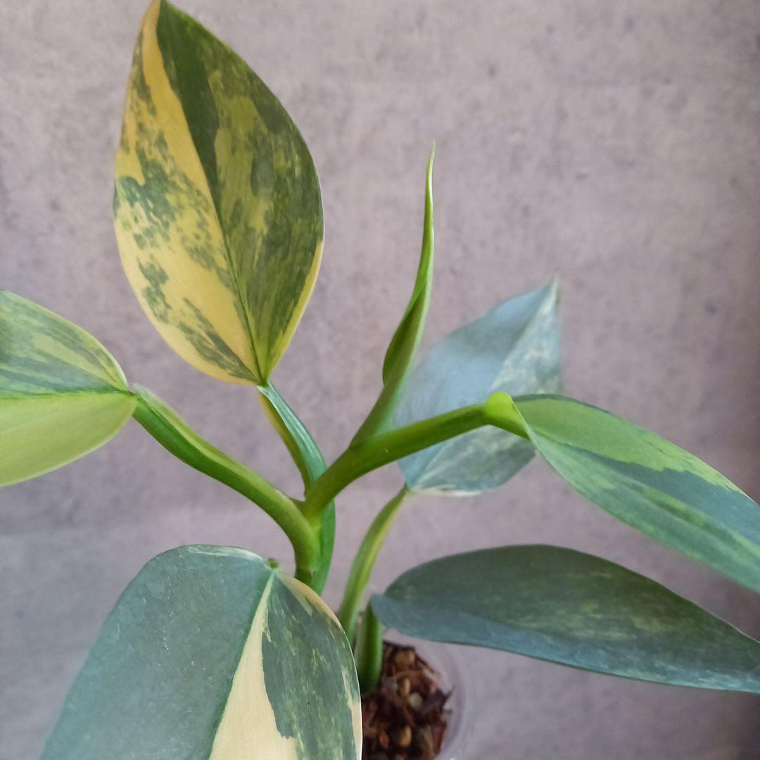 超希少 フィロデンドロン　シルバーソード斑入 (ハスタータム斑入)