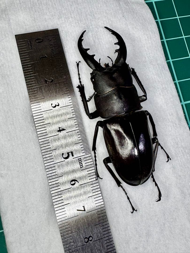 ※コンチュー 野外品標本※