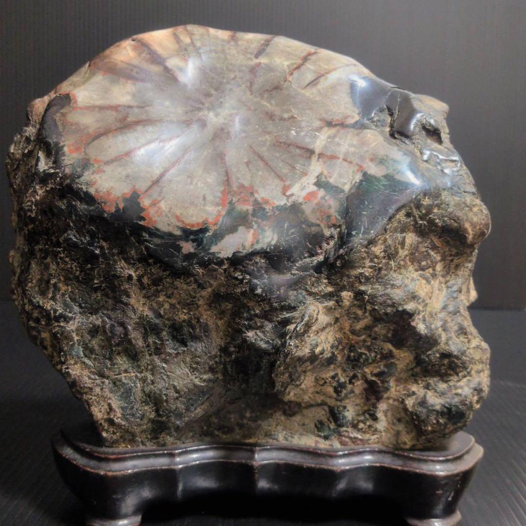 【大型】天然 菊花石 鑑賞石 台座付 22cm 5.8kg 一輪大菊 置物 水石