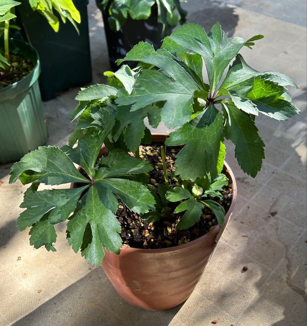 クリスマスローズ　ウィンターシンフォニー　ピンクフラッシュ dd 7号　花芽5