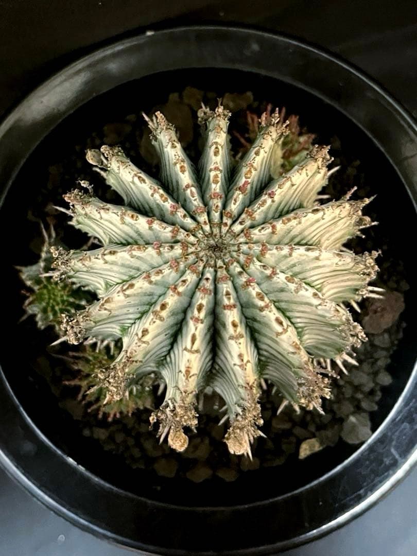 ユーフォルビアホリダ White zebra S胴太 親株 カキ子3株付き 雌株