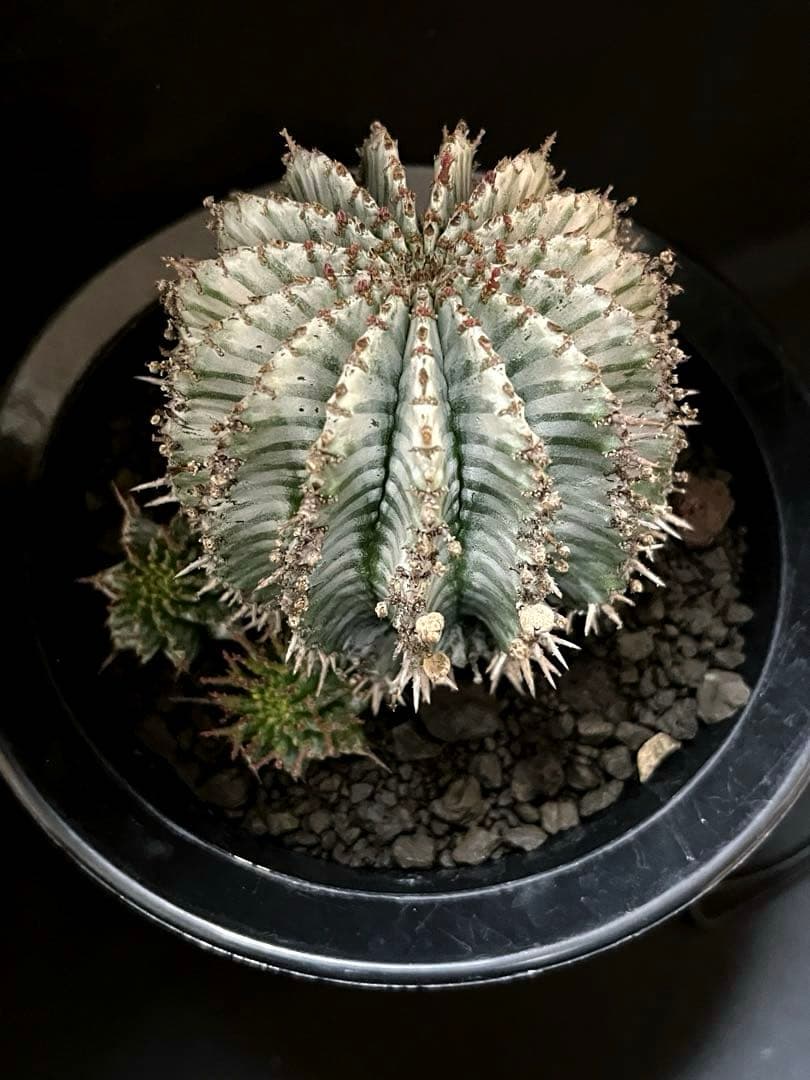 ユーフォルビアホリダ White zebra S胴太 親株 カキ子3株付き 雌株