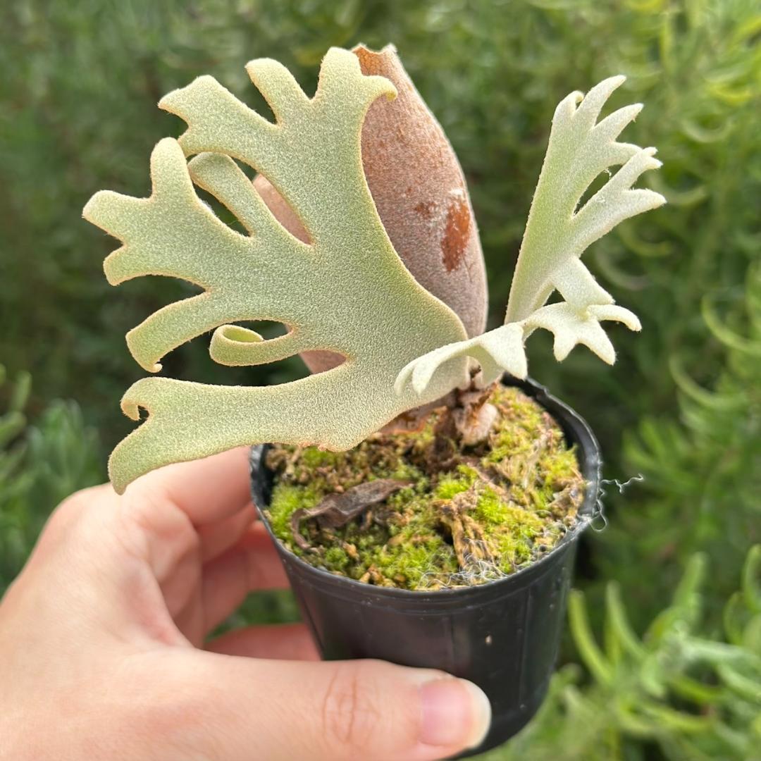 P. willinckii ’Jenny’ TC 2149