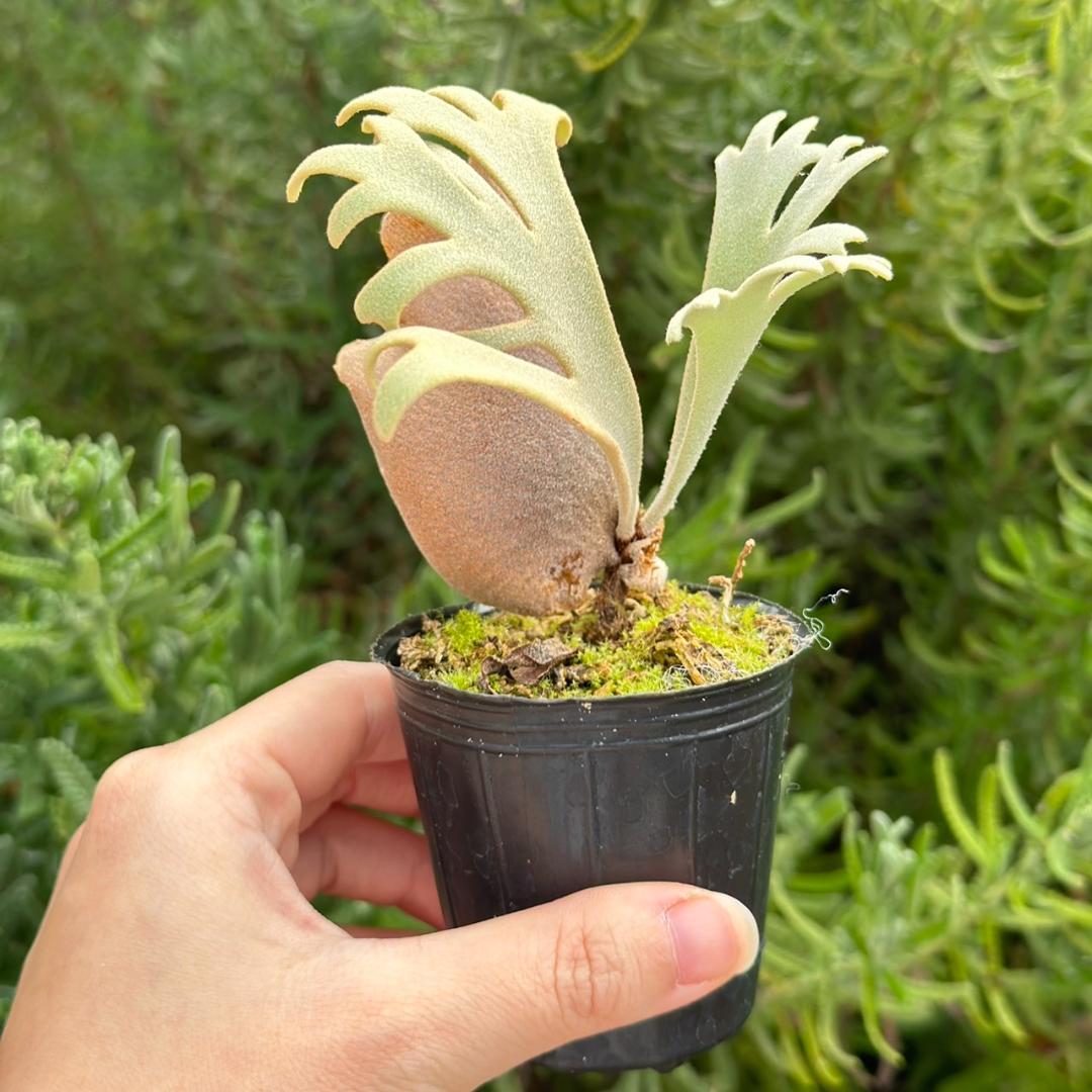 P. willinckii ’Jenny’ TC 2149