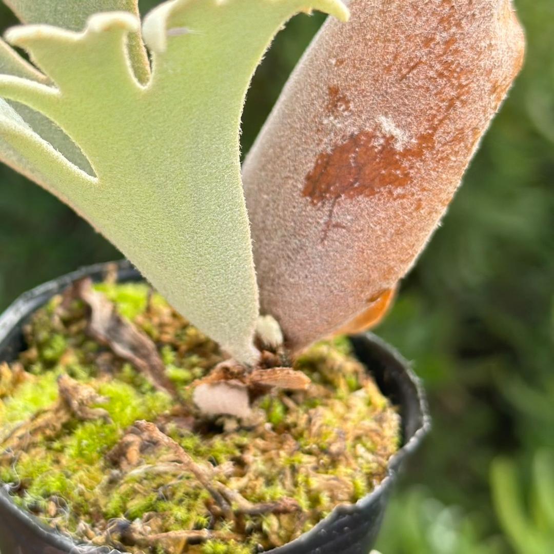 P. willinckii ’Jenny’ TC 2149