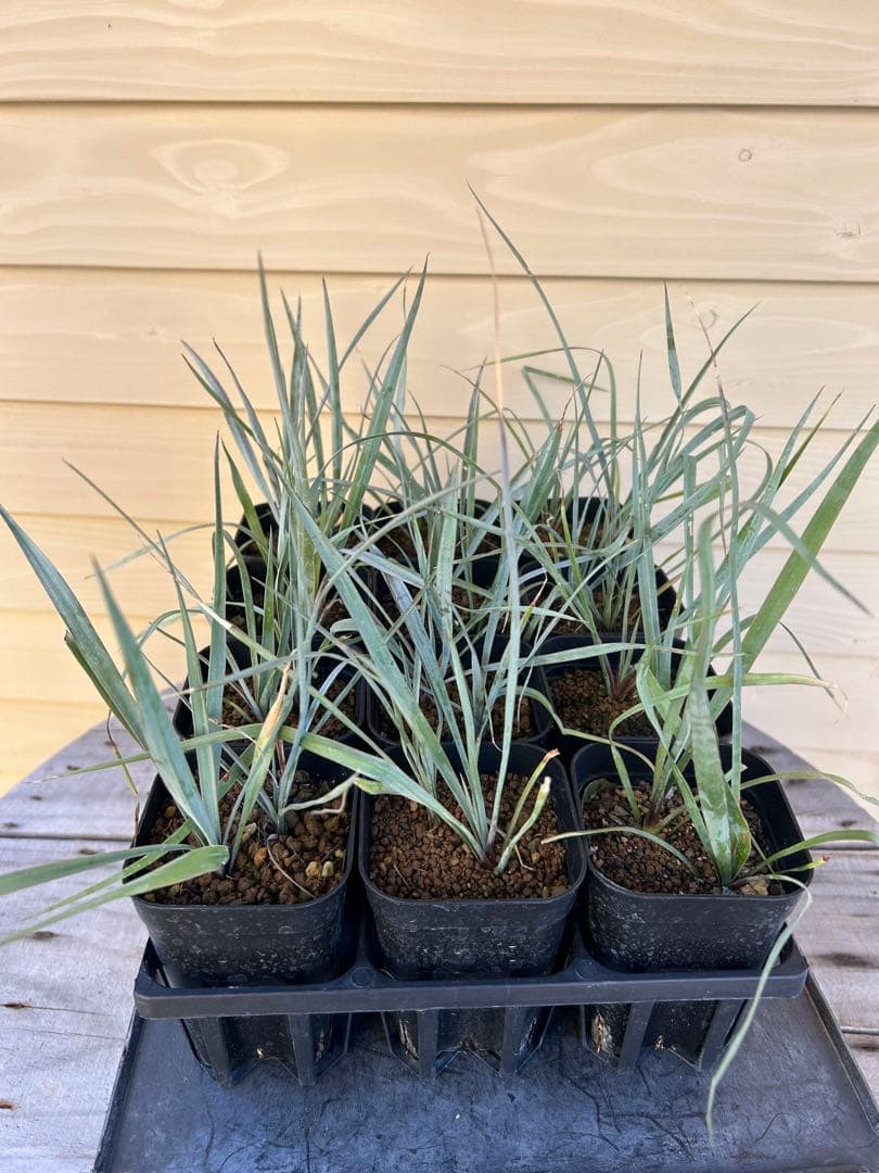 ユッカロストラータ　24株 現品鉢植え発送