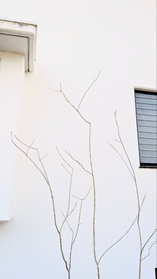 秀。山採りアオダモ。