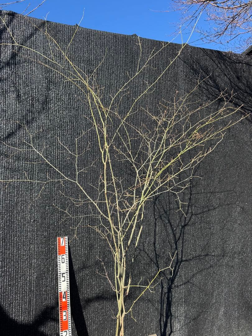 山採り　ヤマモミジ　株立ち　美幹　自然樹形　【品番3529】