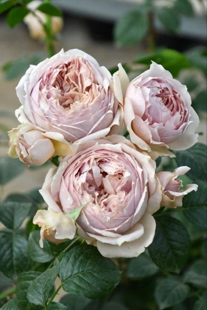 【冬季大苗】バラ苗 ルクソール 国産苗 6号鉢植え