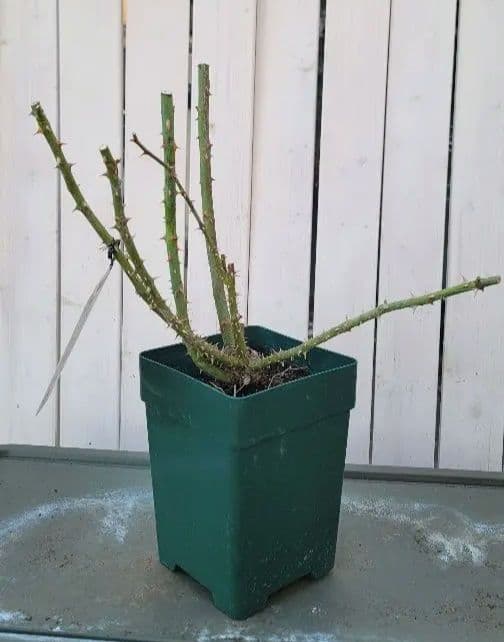 【冬季大苗】バラ苗 ルクソール 国産苗 6号鉢植え