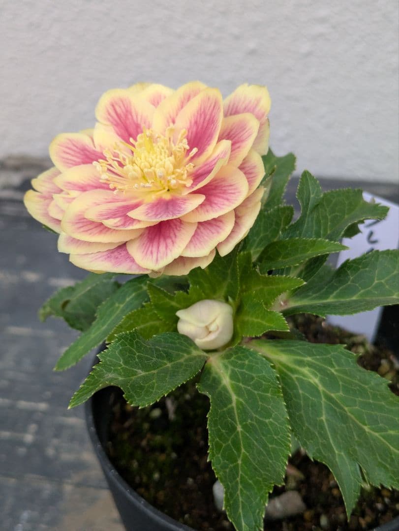 希少◆広瀬園芸 認定タグ付「ソレイユ」イエロータイプ 多弁 極美個体