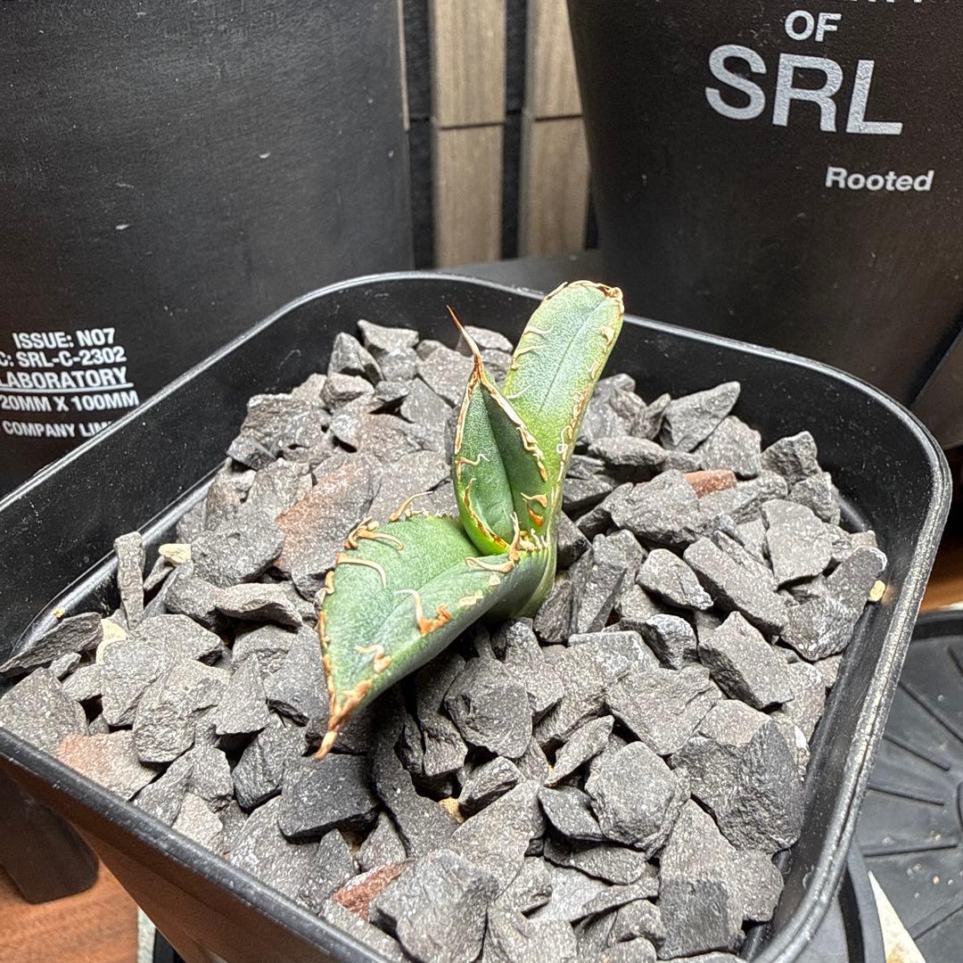 ま*ん様 アガベ　スーパーチタノタ　カクタスグリーン産　OC