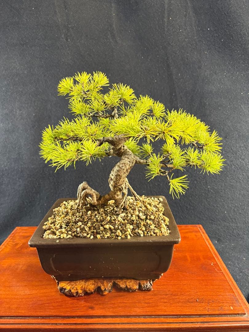 貴風盆栽、赤石五葉松、根上がり、模様木 目立った傷や汚れなし