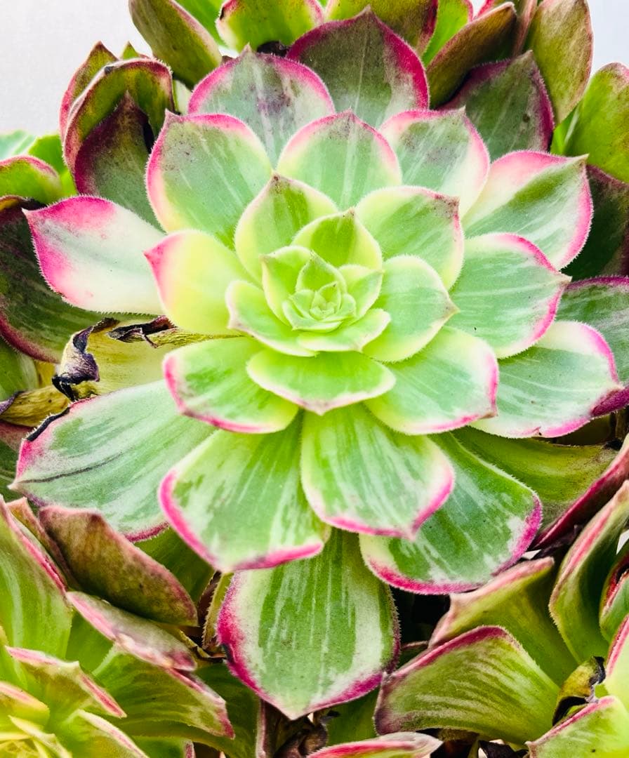 51.【現品　そのまま発送】「カラフルランターンズ」葉焼け・傷有り　立派な大群生