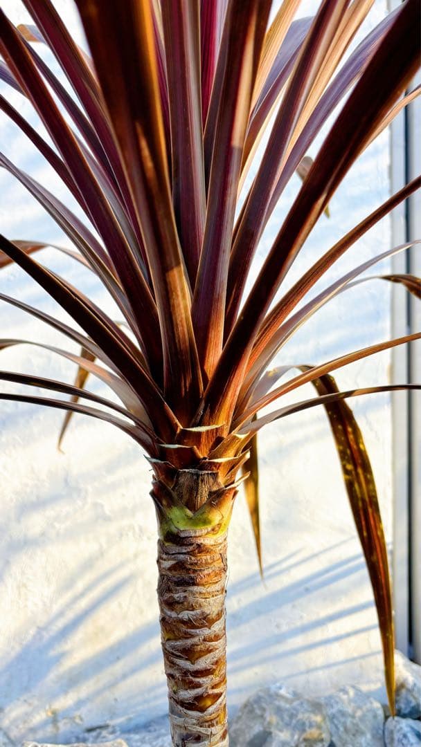 超大株！コルジリネ コーヒークラシック1.6M(鉢底から)品番B☆数量限定セール