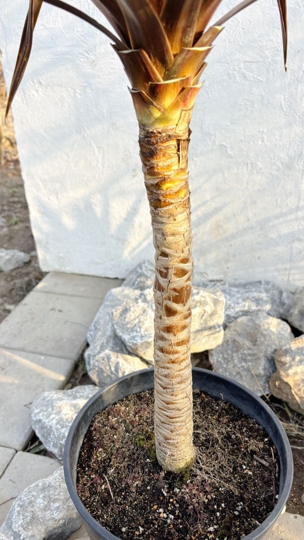 超大株！コルジリネ コーヒークラシック1.6M(鉢底から)品番B☆数量限定セール