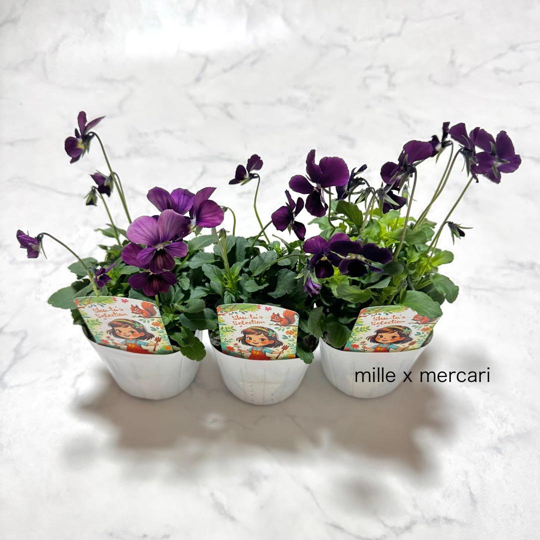 ビオラ「パルプンテ」3苗