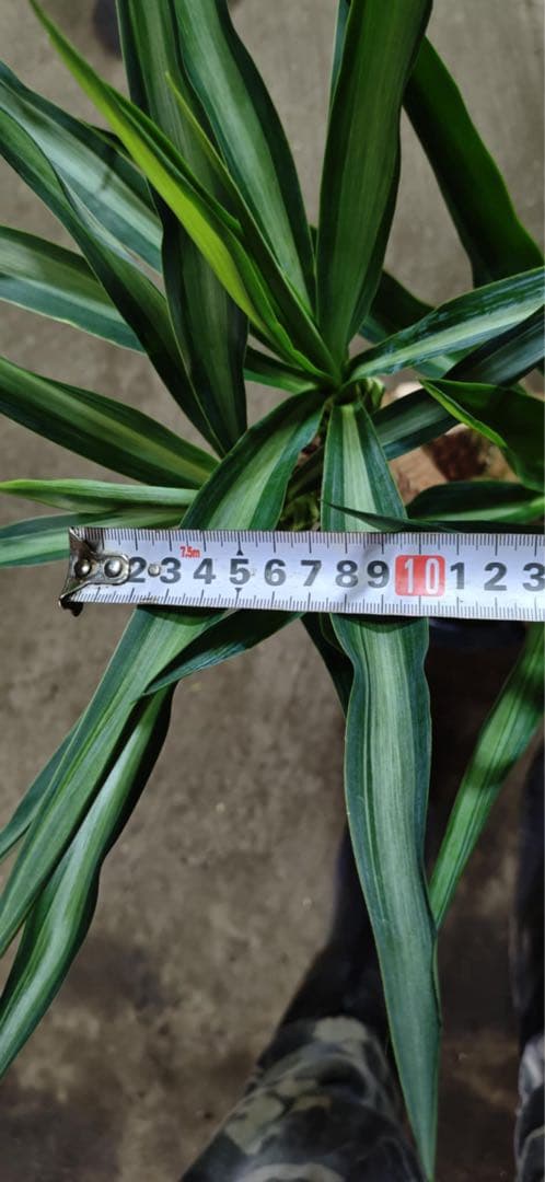 ユッカ 観葉植物 曲がった幹