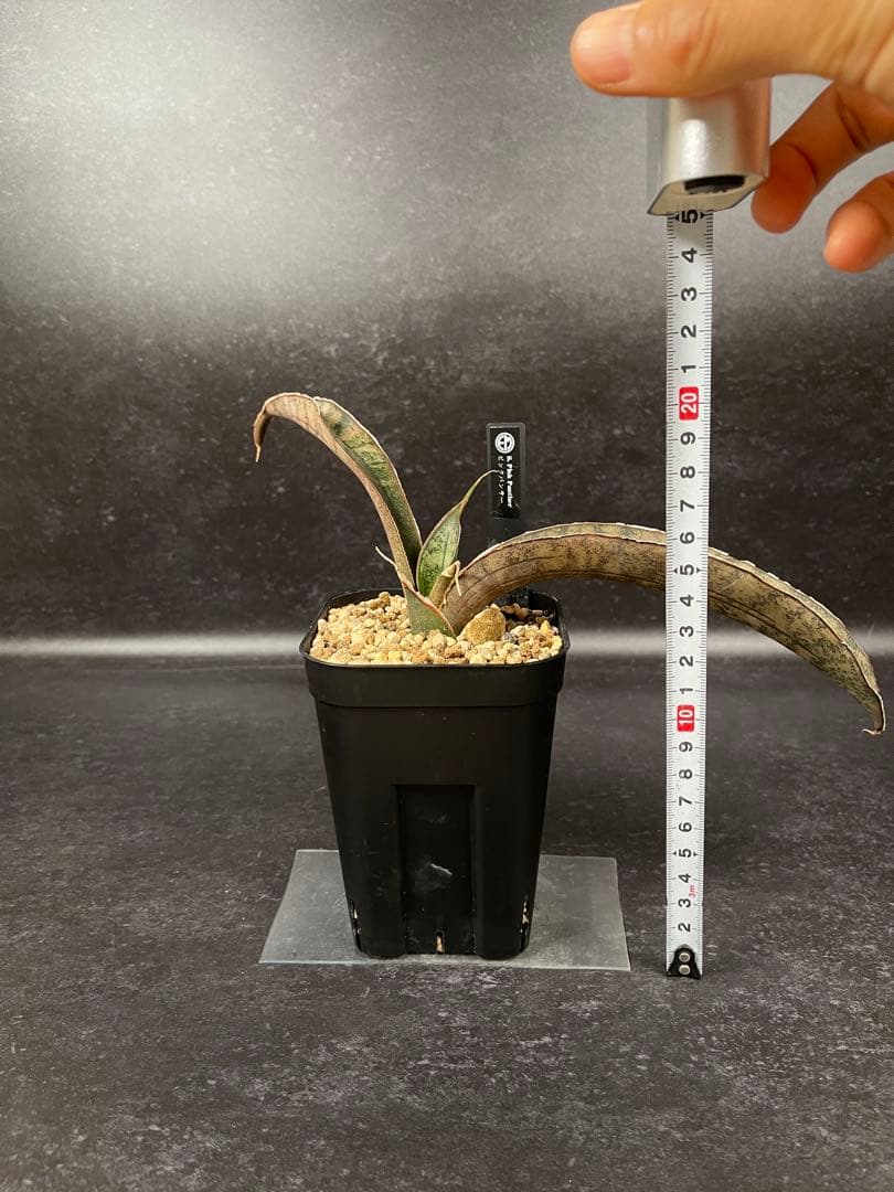 EMP サンセベリア ピンクパンサー OC株 / レア SA348