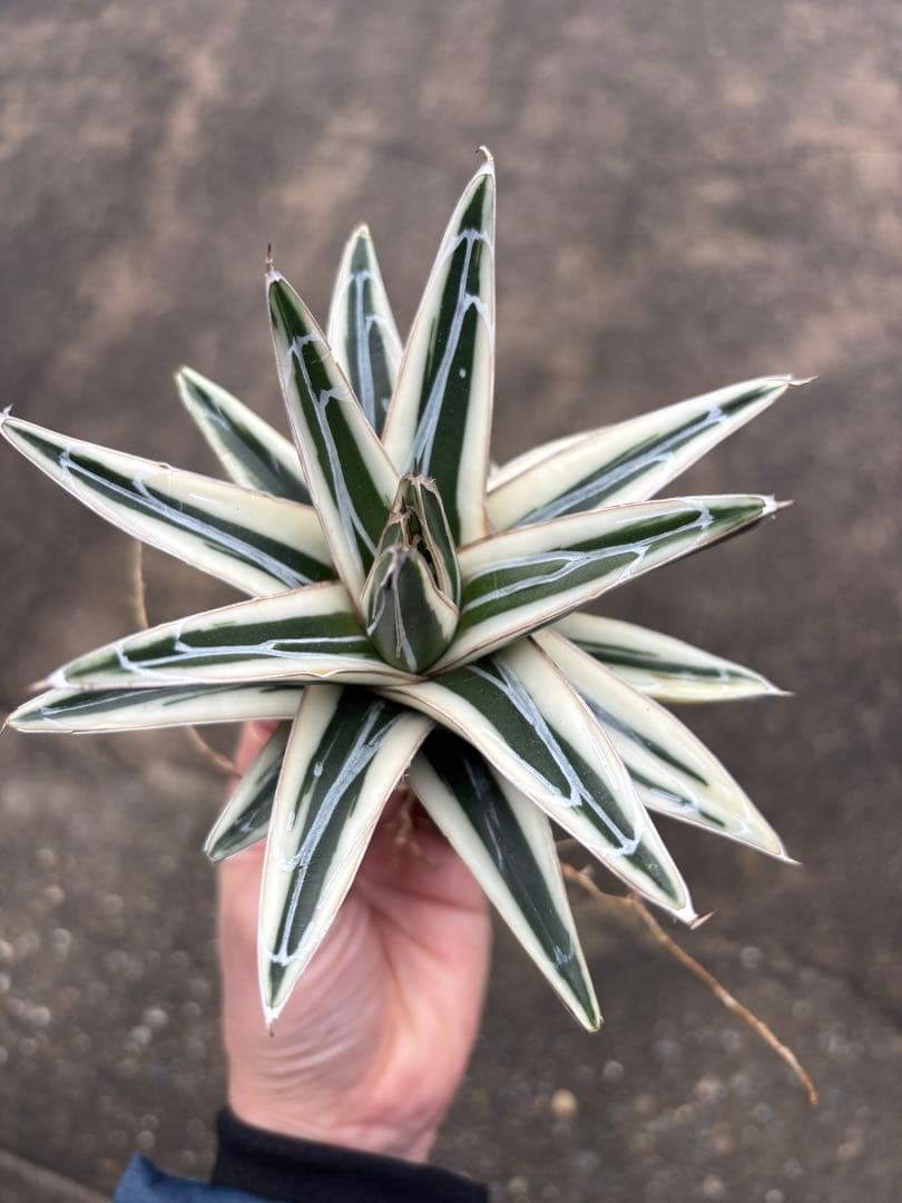 アガベ　氷山　大株　変わり斑