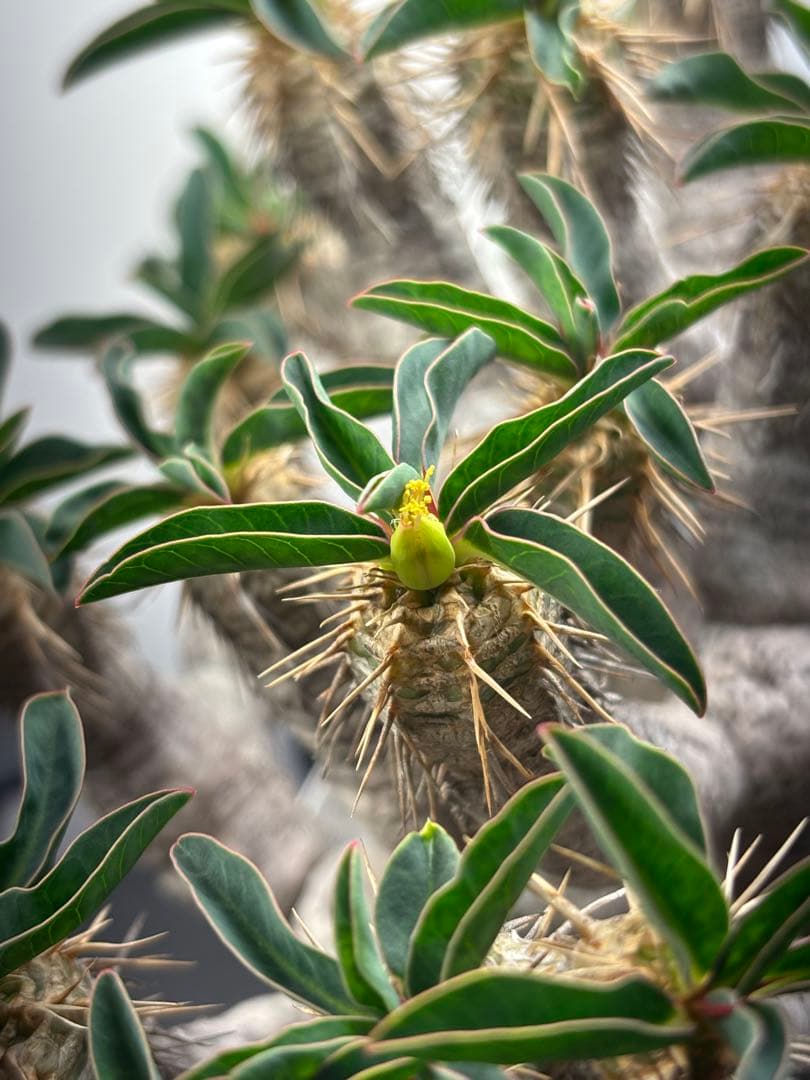 ユーフォルビア　ギラウミニアナ