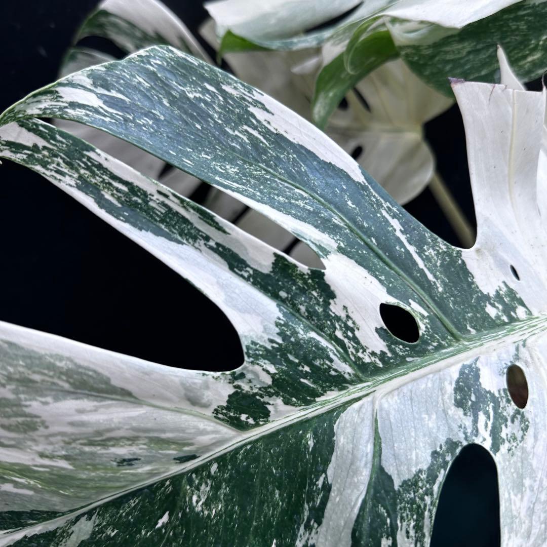 パ*ム様 斑入りモンステラ ホワイトタイガー極美大株91cm白斑多