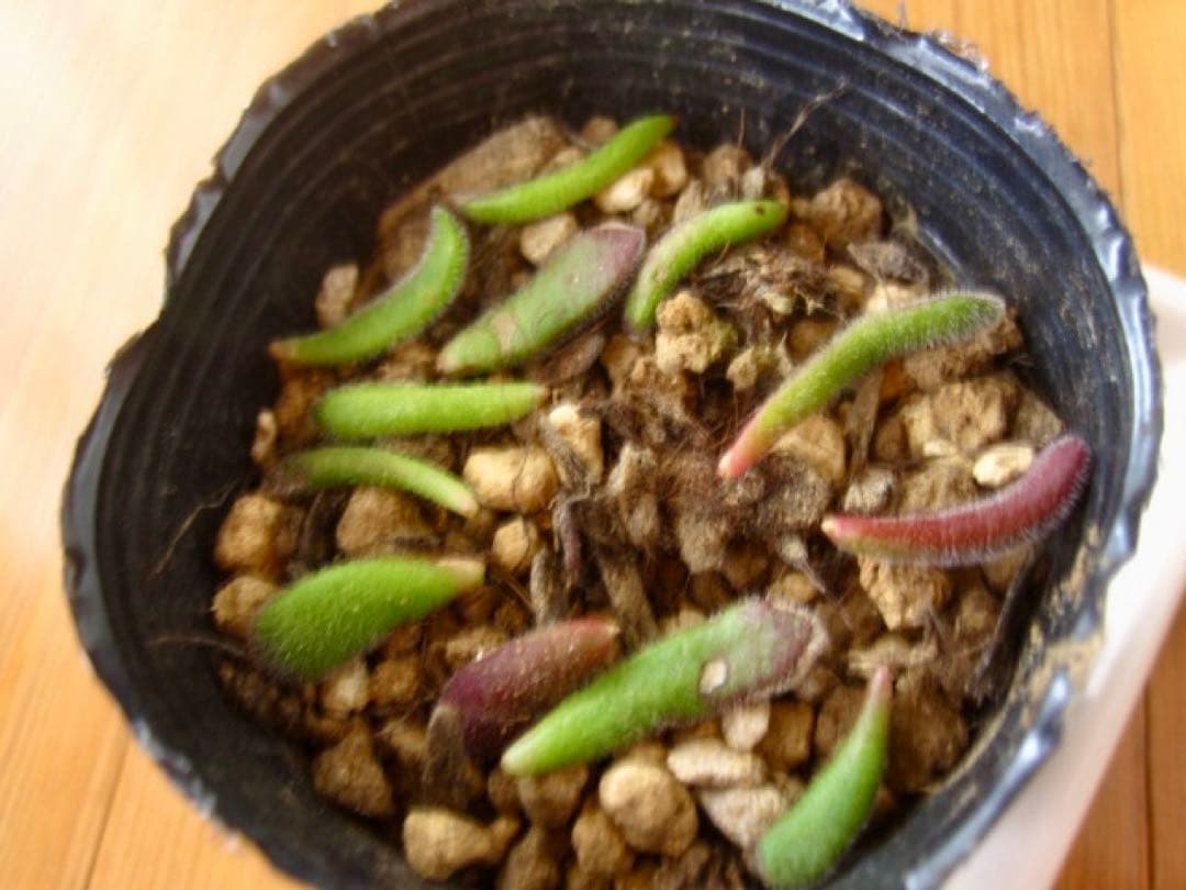専用　多肉植物　プベスケンス　葉挿し