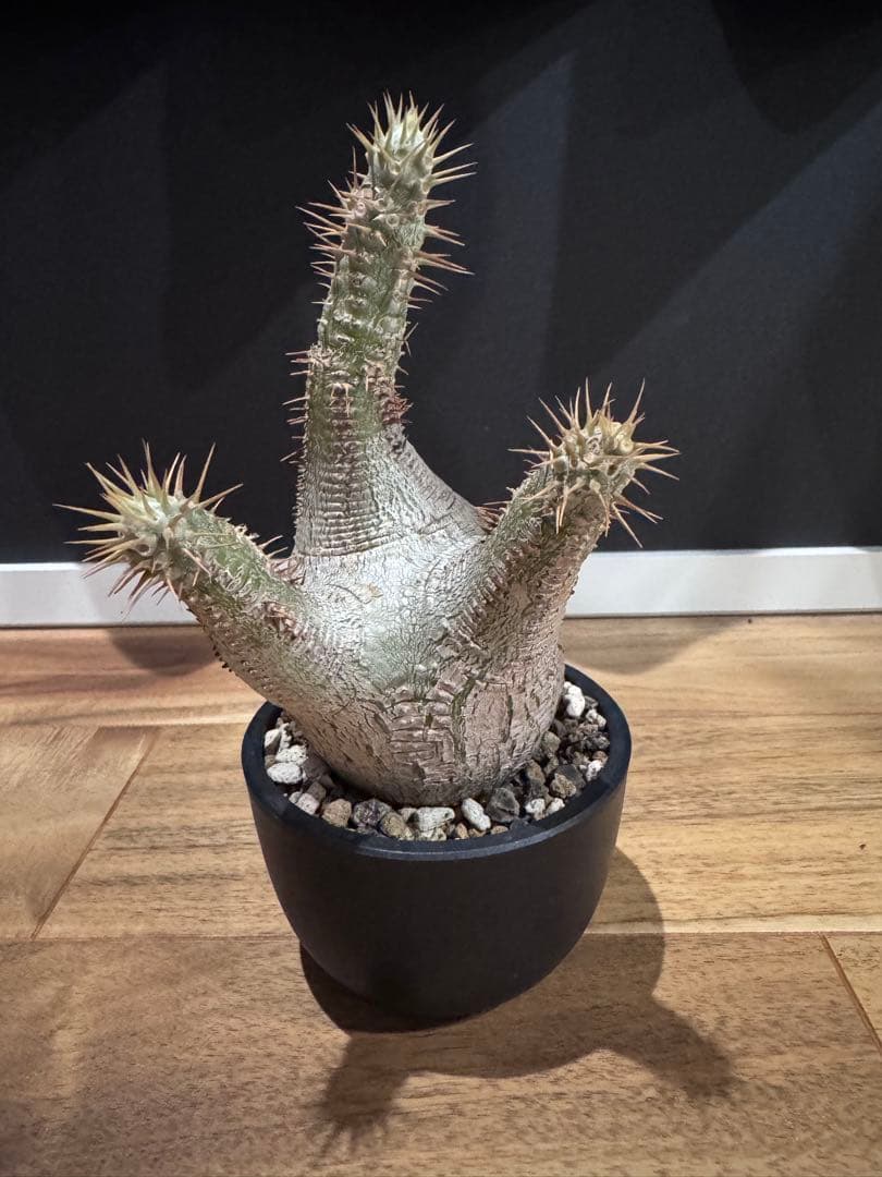 パキポディウム グラキリス 現地球