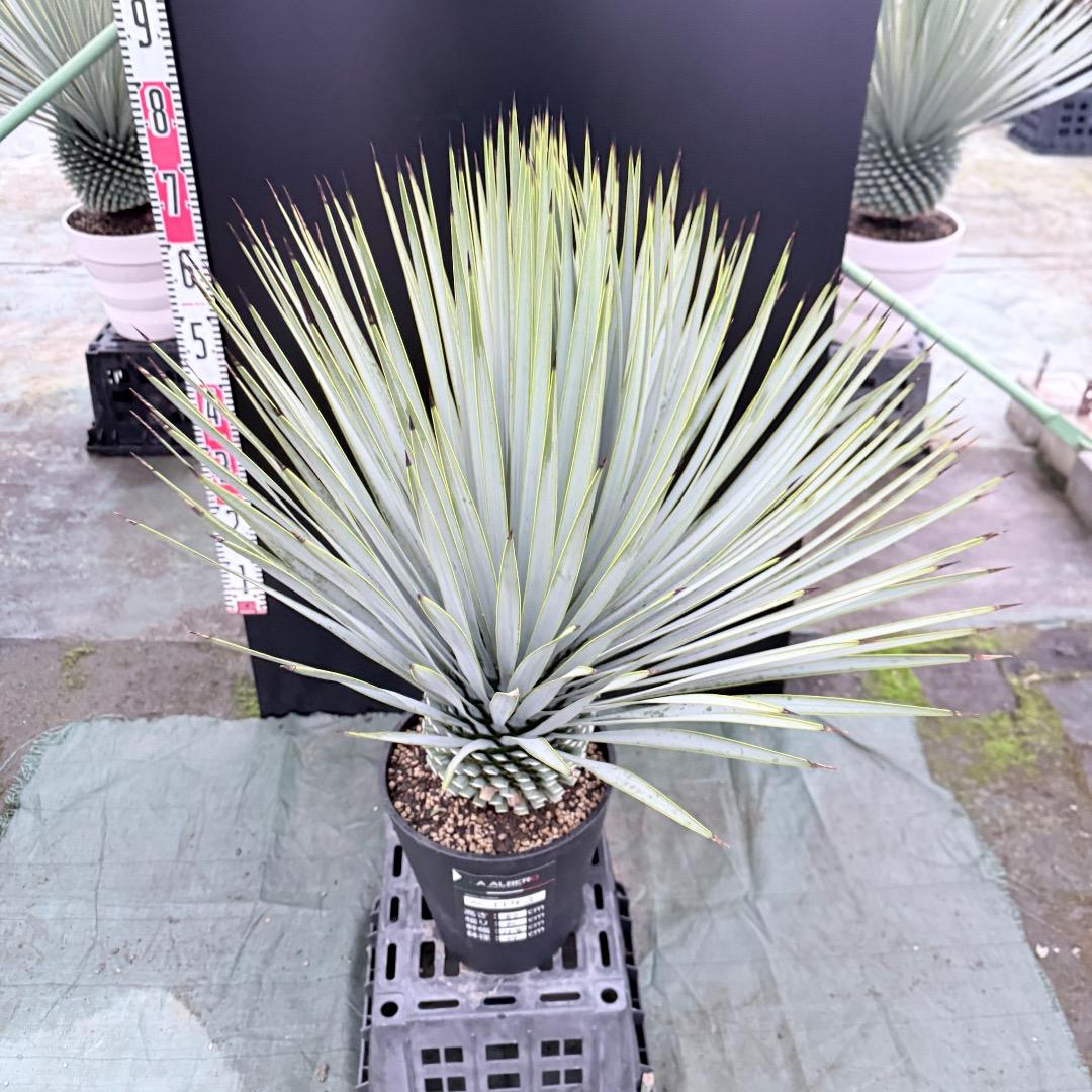 ノ*リ様 【AL1143】ユッカ　ロストラータ　24cm鉢