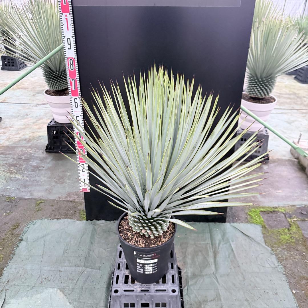 ノ*リ様 【AL1143】ユッカ　ロストラータ　24cm鉢