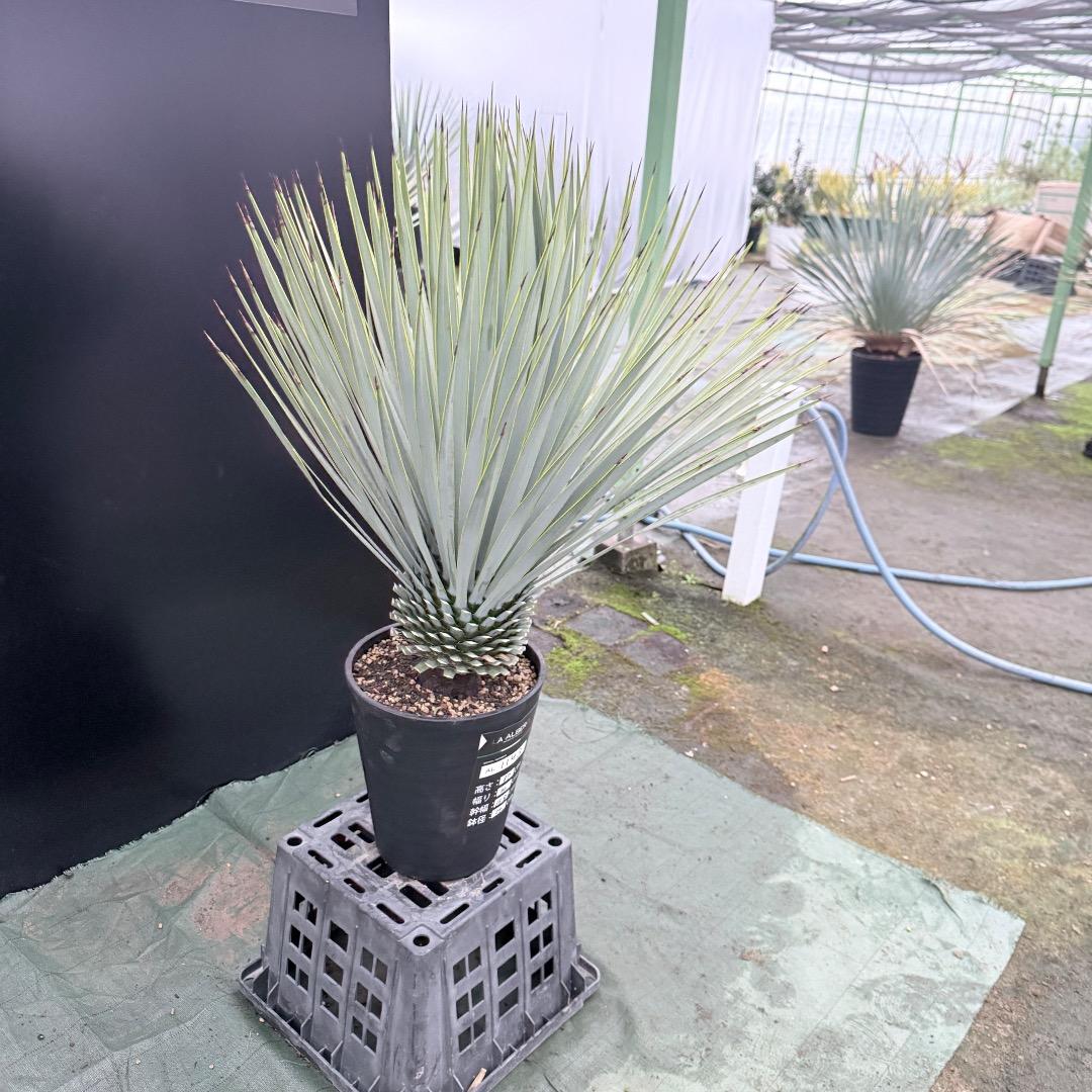 ノ*リ様 【AL1143】ユッカ　ロストラータ　24cm鉢