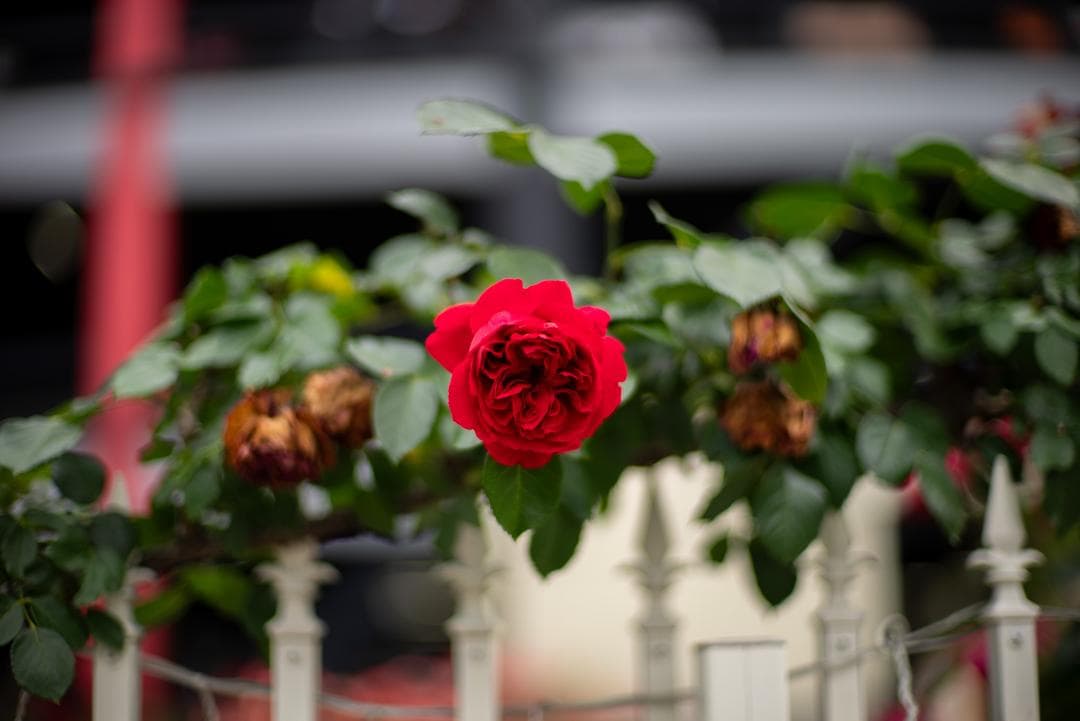 美品！夜というレンズ Voigtlander NOKTON 50mm F1.1