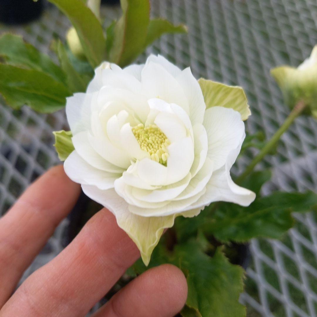 可愛いお花畑♪春色♪4個セット！クリスマスローズ、苗、開花株