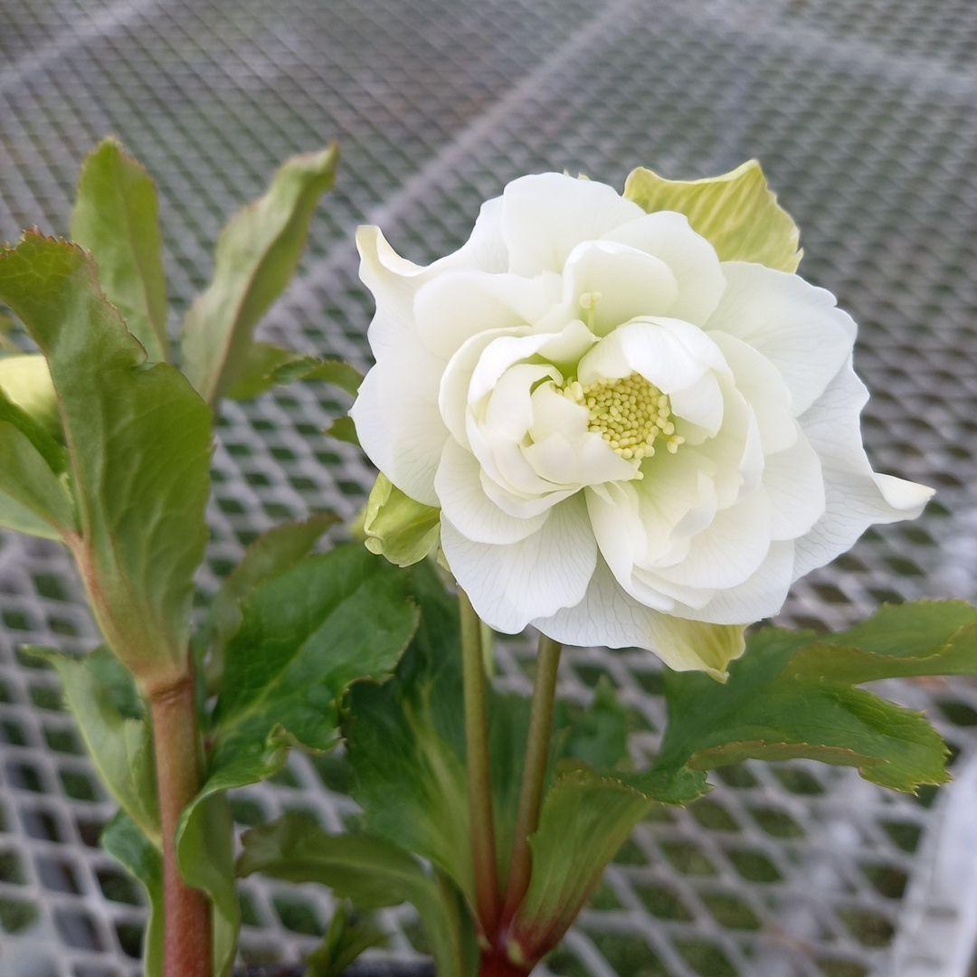 可愛いお花畑♪春色♪4個セット！クリスマスローズ、苗、開花株