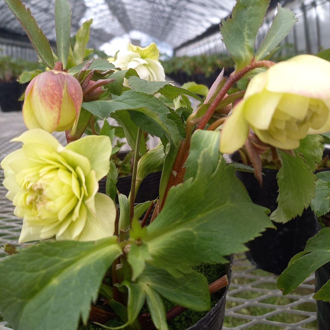 可愛いお花畑♪春色♪4個セット！クリスマスローズ、苗、開花株