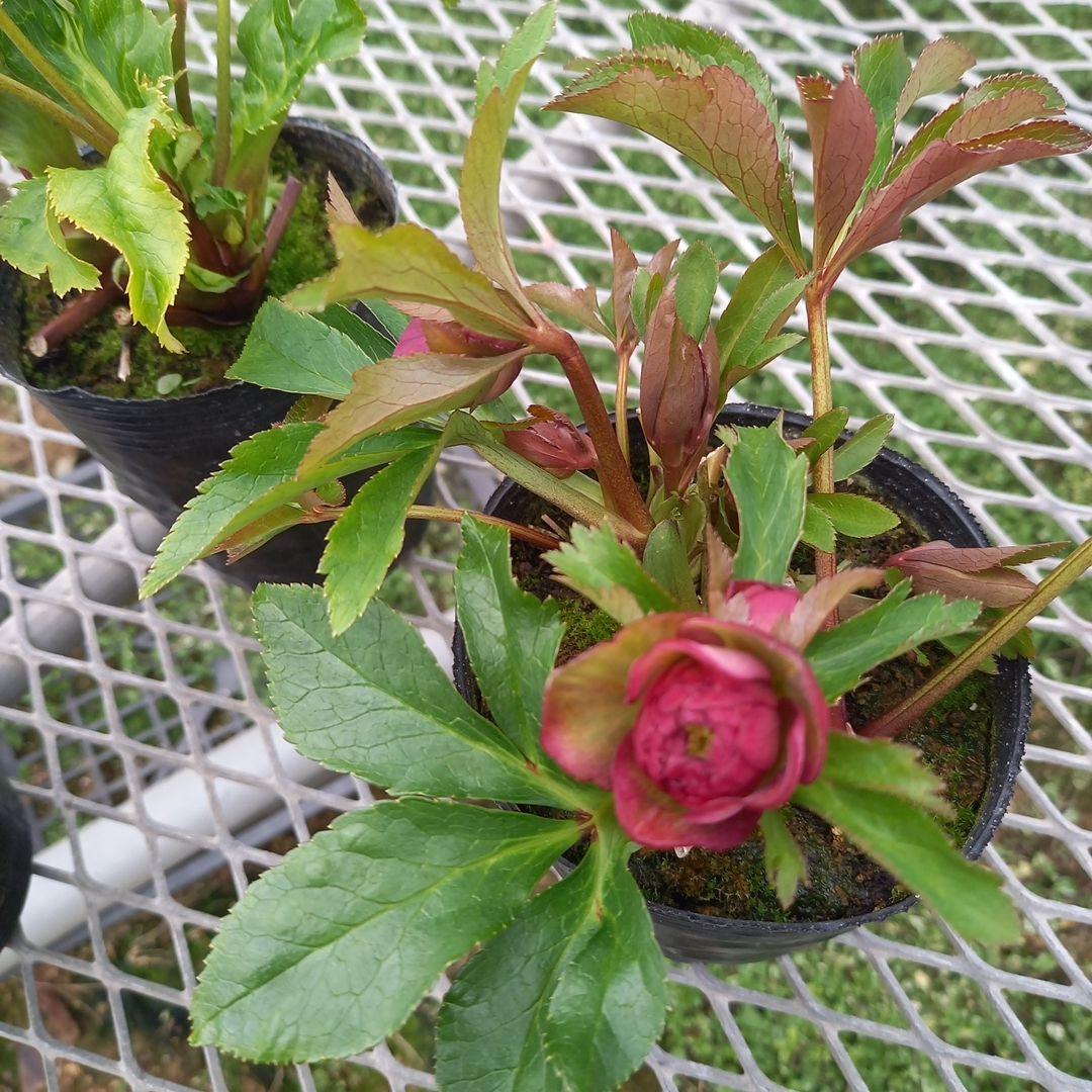 可愛いお花畑♪春色♪4個セット！クリスマスローズ、苗、開花株