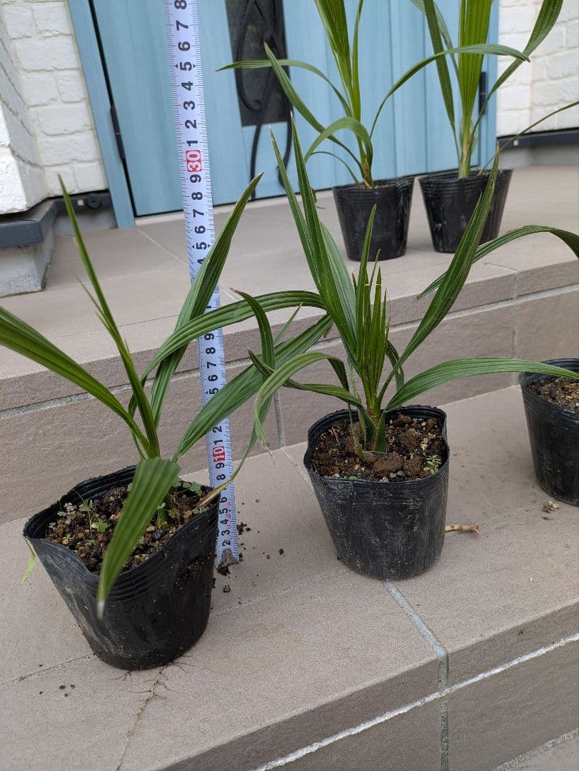 値引きセール！フェニックス カナリーヤシ 苗 50株セット　30cm