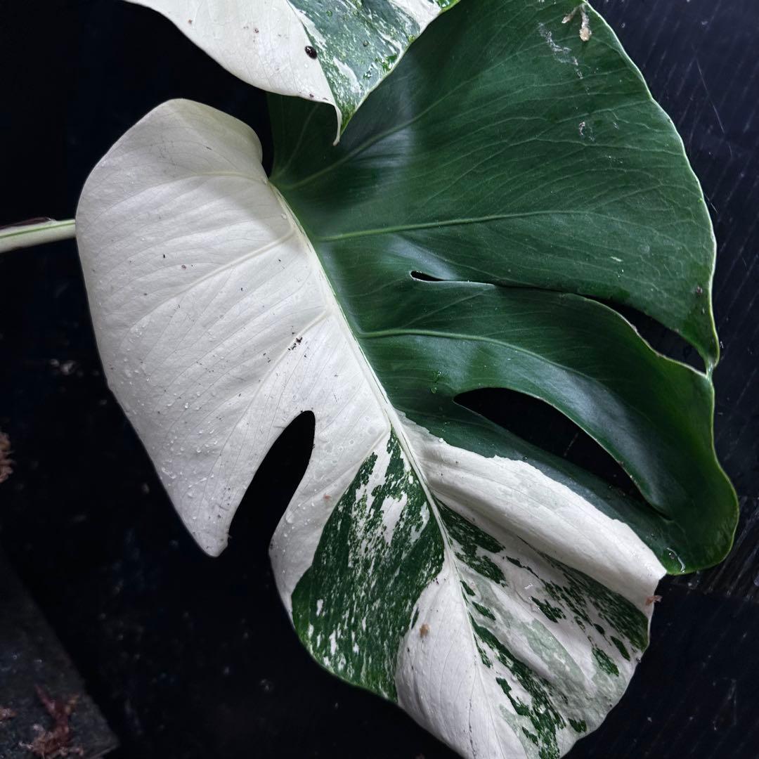 ★*★様 モンステラ斑入りハーフムーンホワイトタイガー極美斑入り　　 55cm