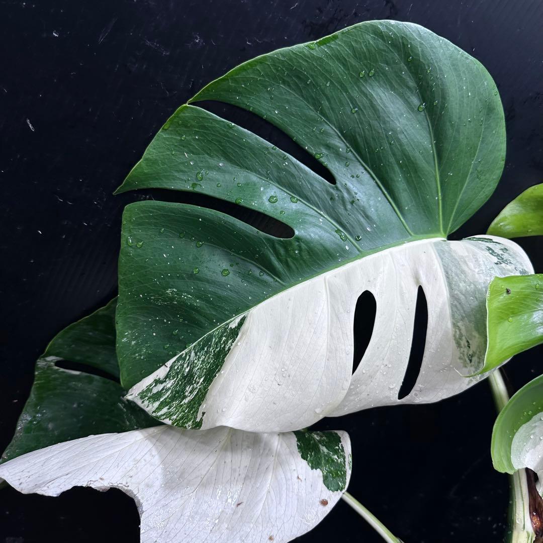 ★*★様 モンステラ斑入りハーフムーンホワイトタイガー極美斑入り　　 55cm