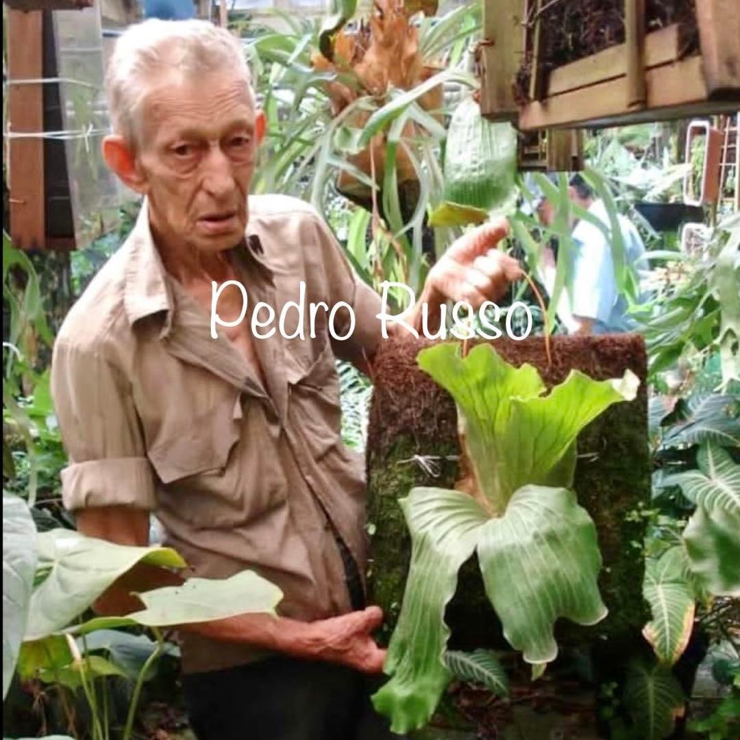 OC株 veitchii cv.pedro Tatsuta ペドロ28ビカクシダ