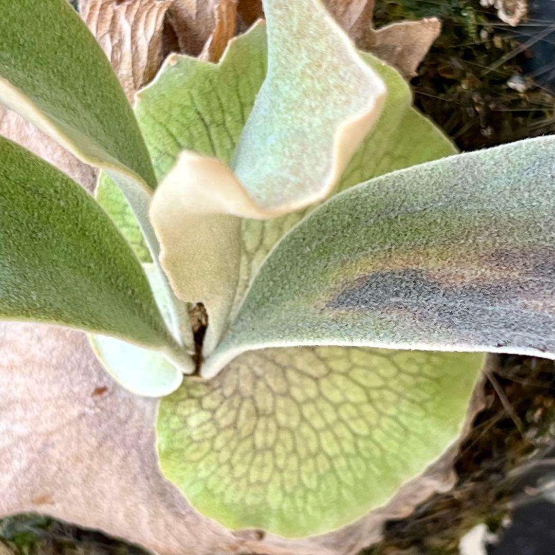 OC株 veitchii cv.pedro Tatsuta ペドロ28ビカクシダ