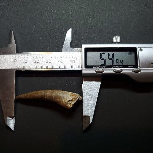 プレシオサウルス 化石 歯 本物 モロッコ産 54.84mm pr69