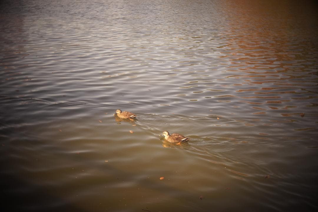 限界値下げ！Som Berthiot Cinor 50mm f3.5 M改 銘玉