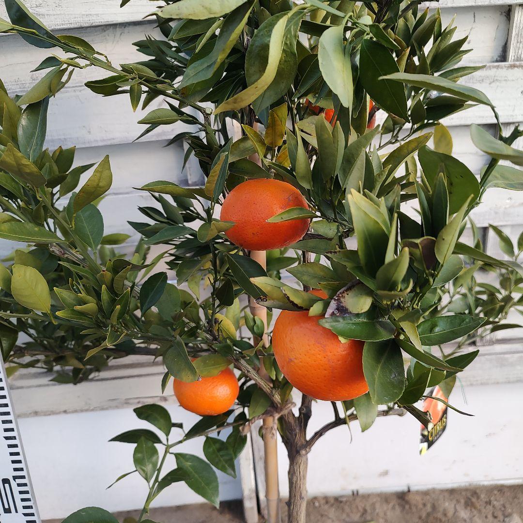 ド*ト様 みはや 5年生 実つき！ 登録品種