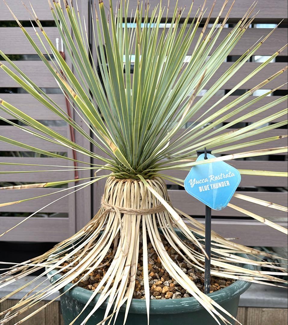 ユッカ ロストラータ ブルーサンダー 正規 タグ付き