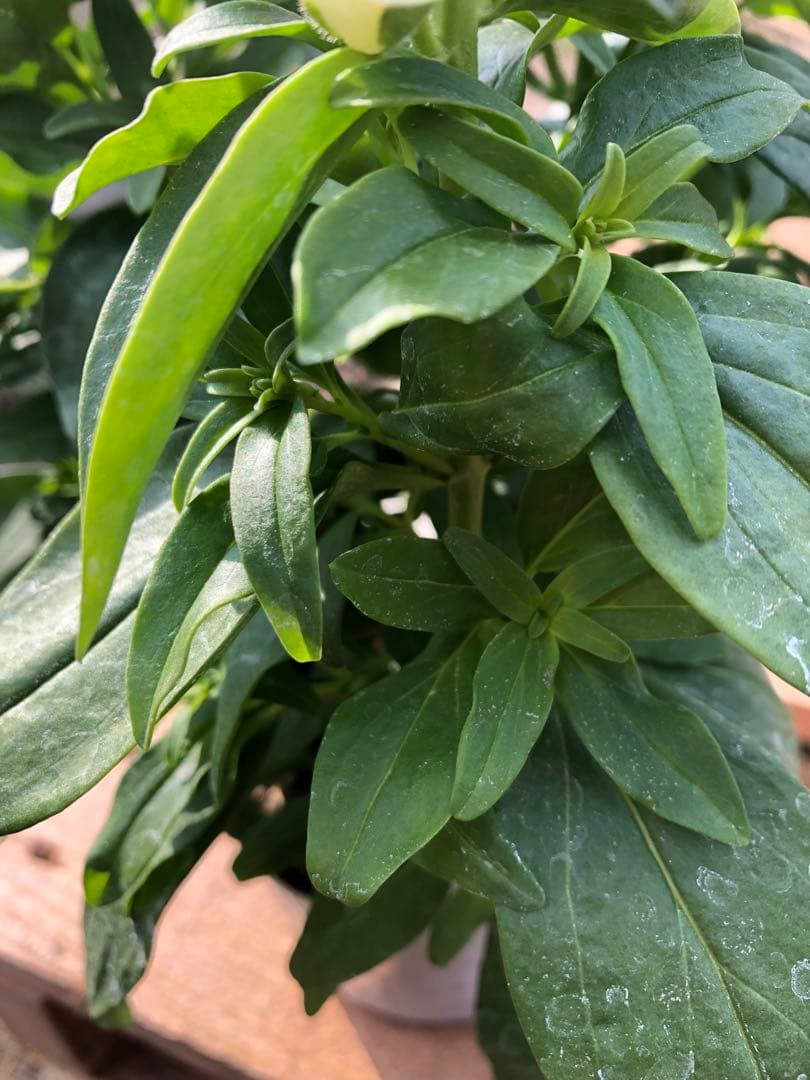 金魚草3本仕立て　3.5寸苗