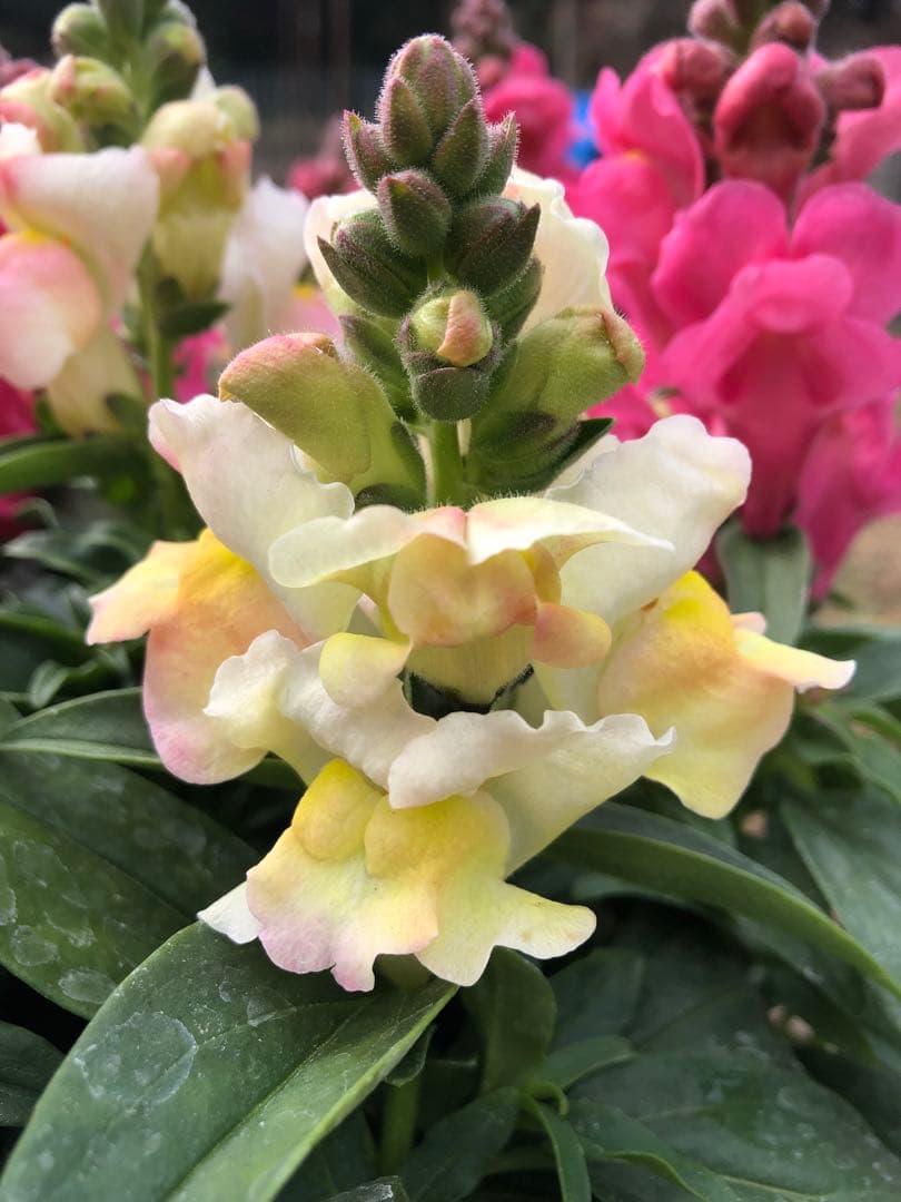 金魚草3本仕立て　3.5寸苗